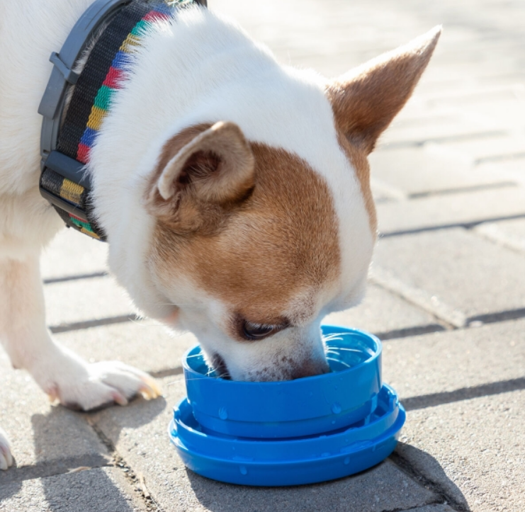 Laisse de chien rétractable 6 en 1